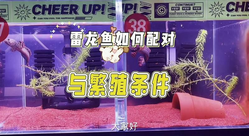 如何人工繁育這些稀有雷龍魚？