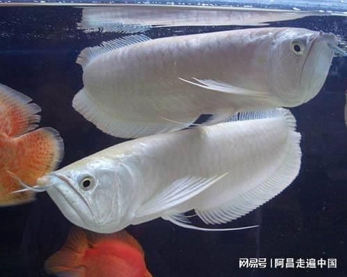 養(yǎng)一只龍魚可以不用氧氣嗎：養(yǎng)一條龍魚可以不用氧氣泵取決于多種因素，養(yǎng)一條龍魚可以不用氧氣嗎