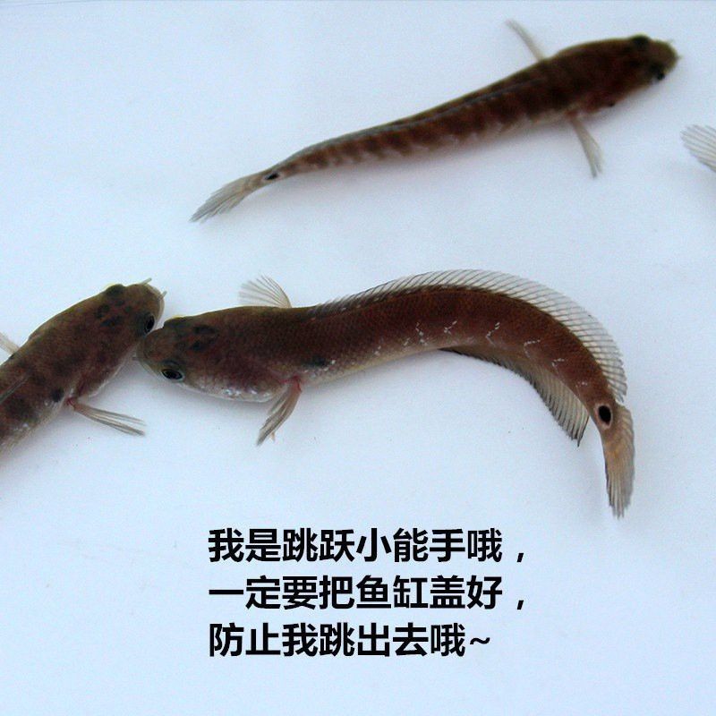 七彩雷龍魚的價(jià)格是多少？