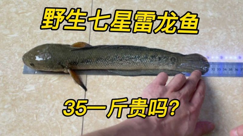 七彩雷龍魚的價(jià)格是多少？