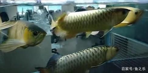 雷龍魚繁殖期飲食調整：雷龍魚繁殖期營養需求分析雷龍魚繁殖期飼料品牌推薦