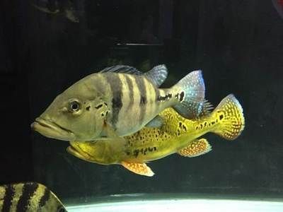 龍魚鳳魚虎魚可以混養(yǎng)嗎：龍魚、鳳魚、虎魚可以一起混養(yǎng)嗎