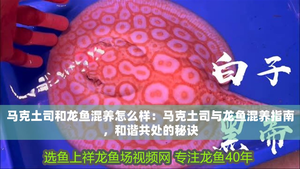 馬克土司和龍魚混養怎么樣：馬克土司與龍魚混養指南，和諧共處的秘訣