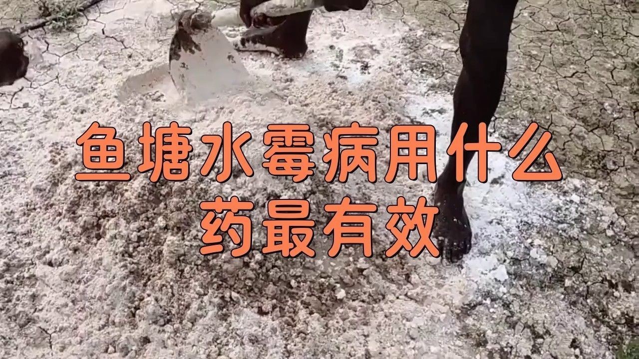 有哪些品牌治療水霉病的藥物