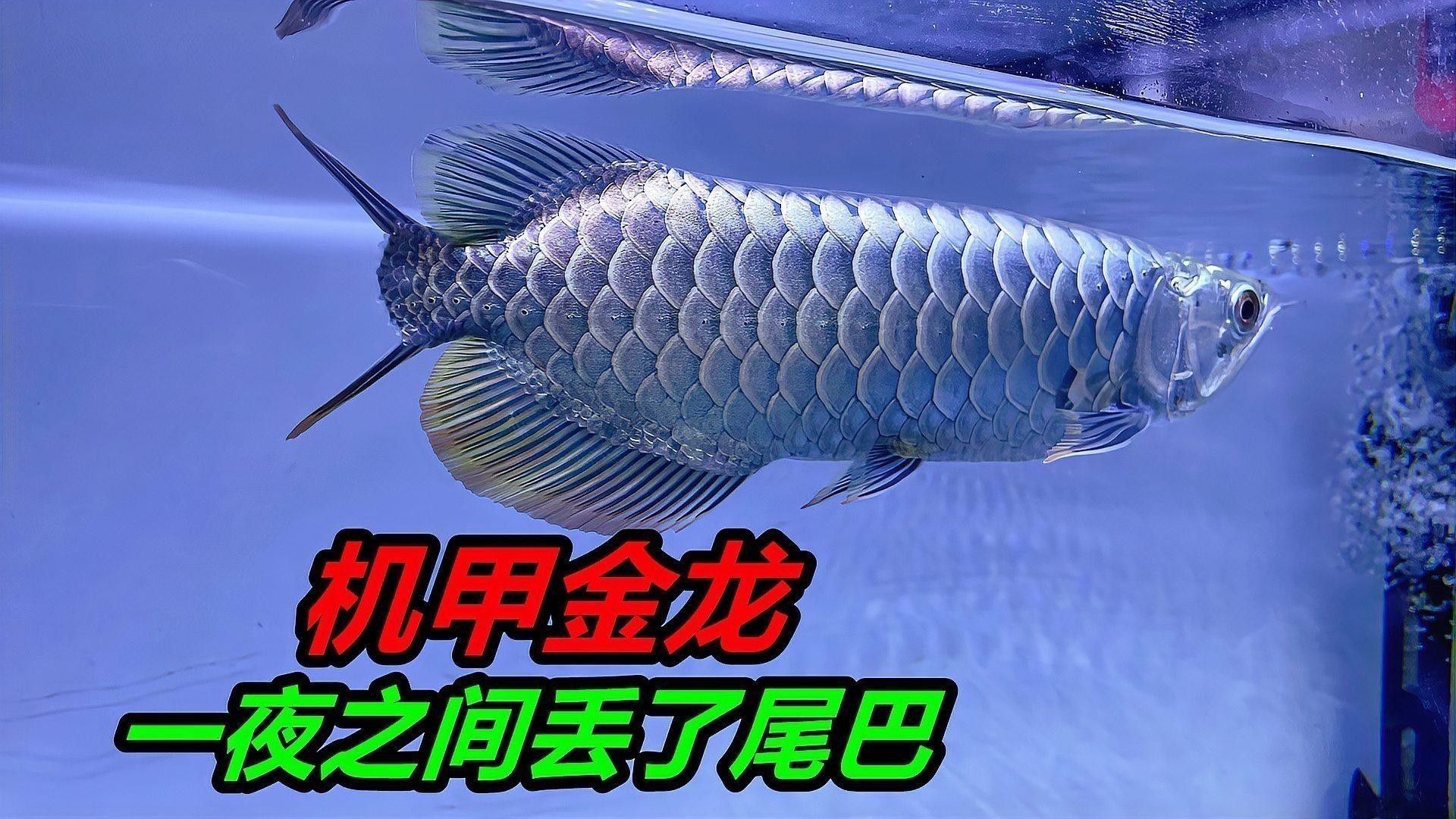 龍魚修尾巴怎么修好