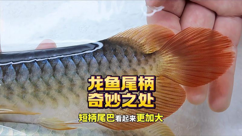 短身龍魚有哪些稀有品種？