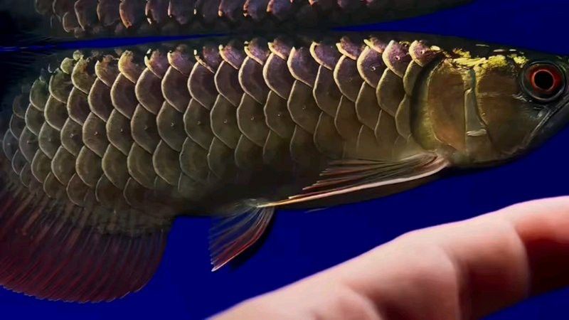 短身龍魚有哪些稀有品種？