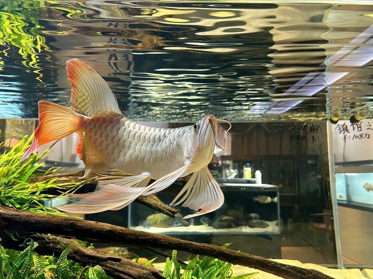 龍魚賽級最討厭三個東西