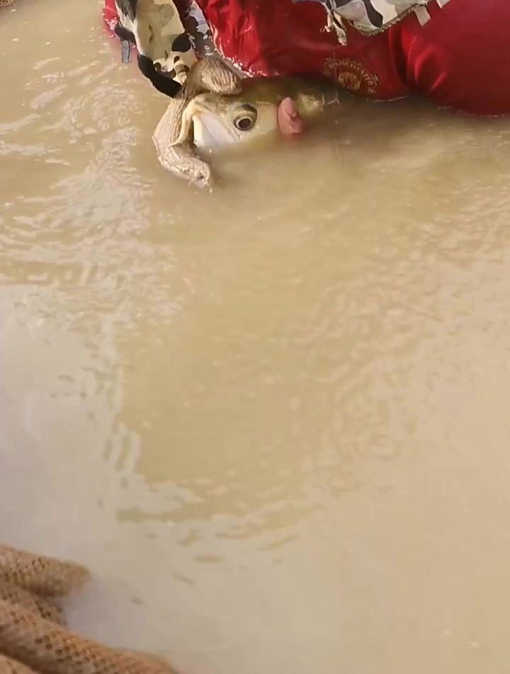 過背金龍魚繁殖技巧