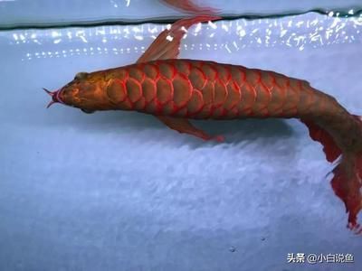 大紅龍魚視頻：紅龍魚40公分最貴的紅龍魚視頻