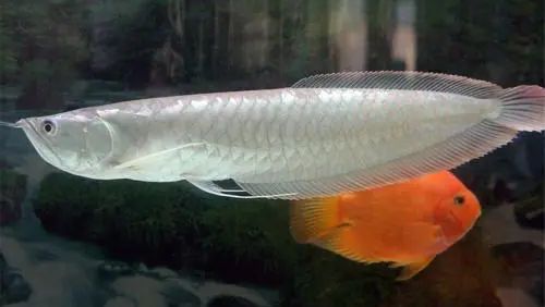 招財龍魚耐寒嗎（冬季飼養招財龍魚需要注意什么？）