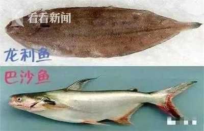 巴沙魚與龍利魚區別：如何辨別巴沙魚和龍利魚