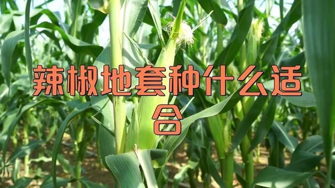 辣椒地套種什么適合