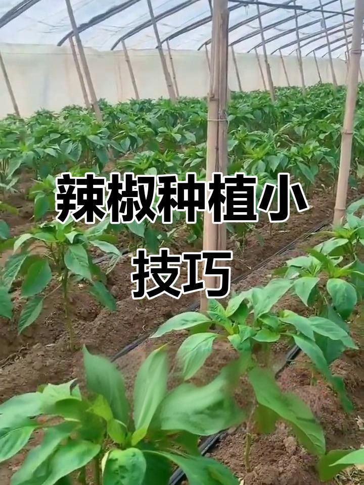 辣椒地套種什么適合