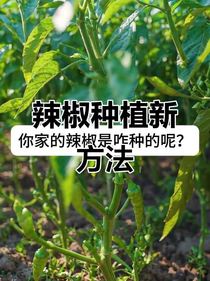 辣椒地套種什么適合