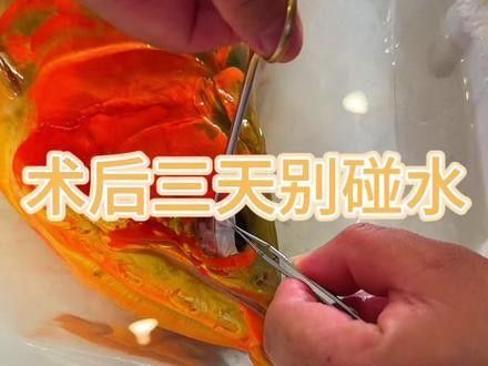 龍魚怎么做手術(shù)吃的