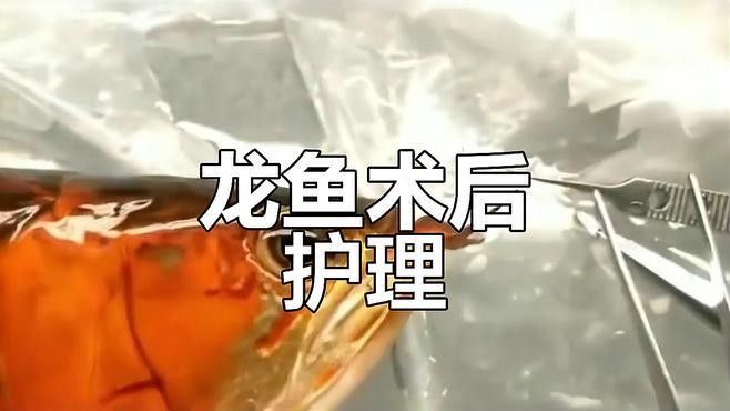 龍魚怎么做手術(shù)吃的