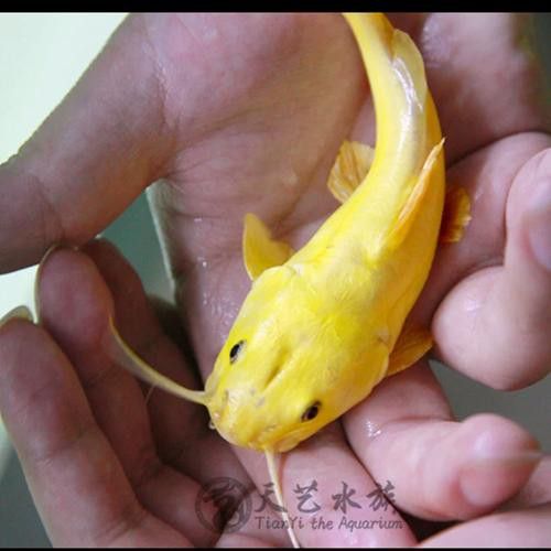 金龍魚可以和招財混養嗎圖片欣賞