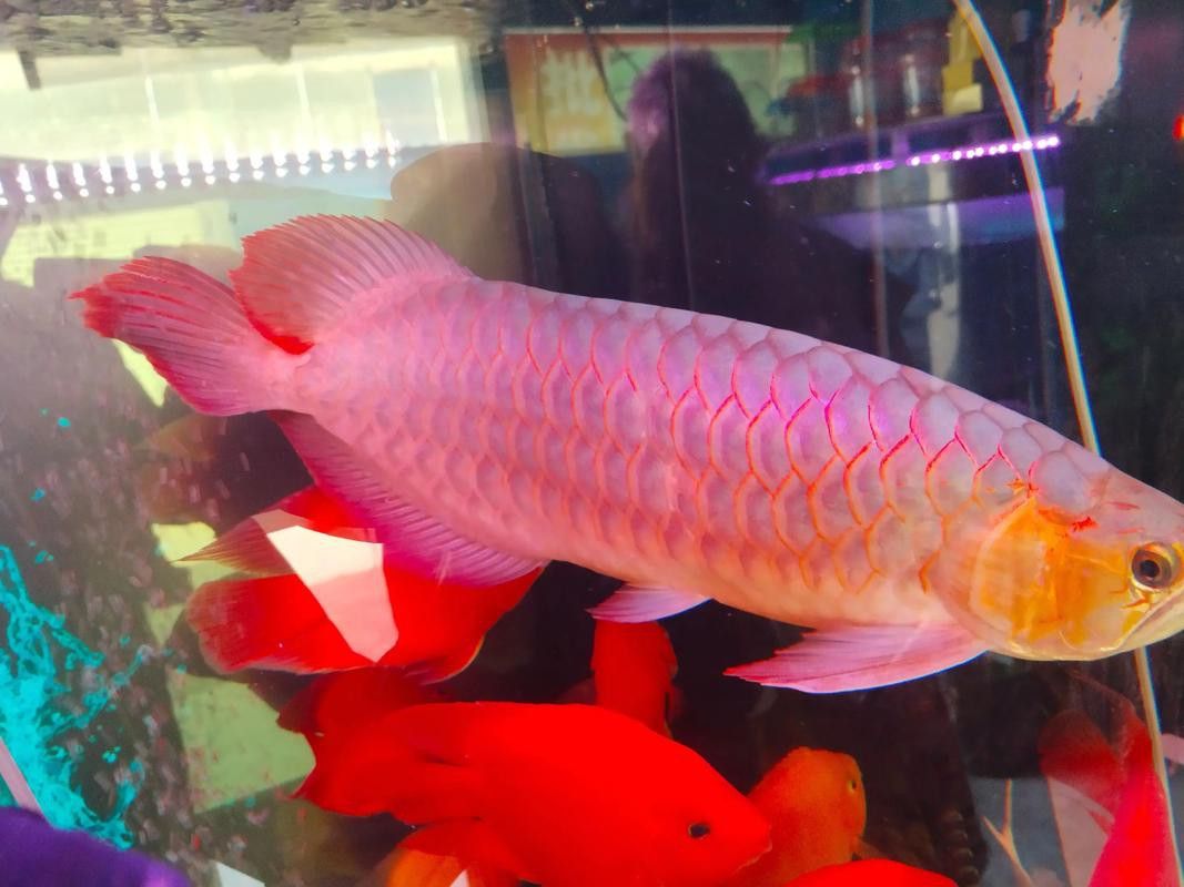 金龍魚可以和招財混養嗎圖片欣賞