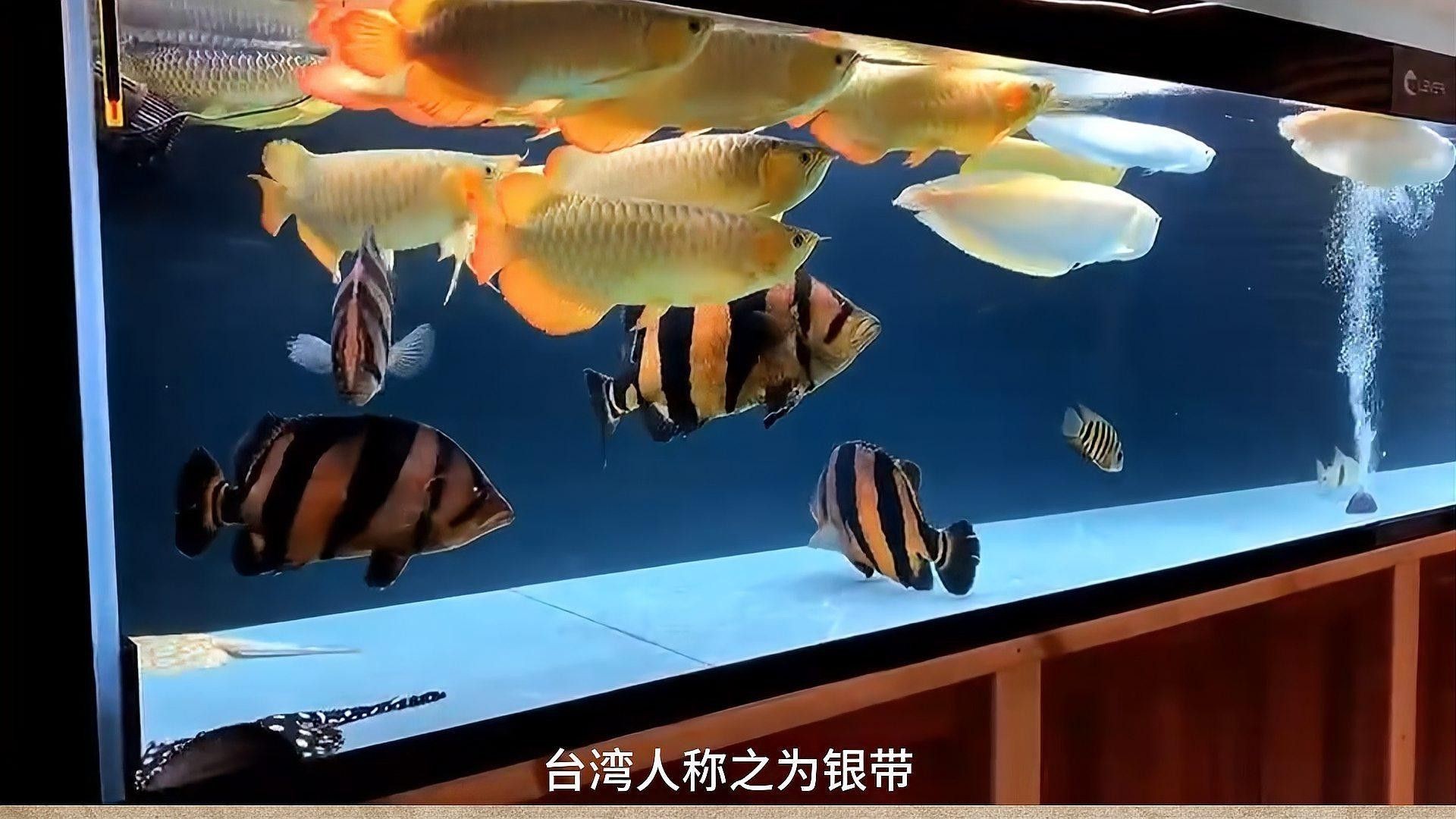 金龍魚可以和招財混養嗎圖片欣賞