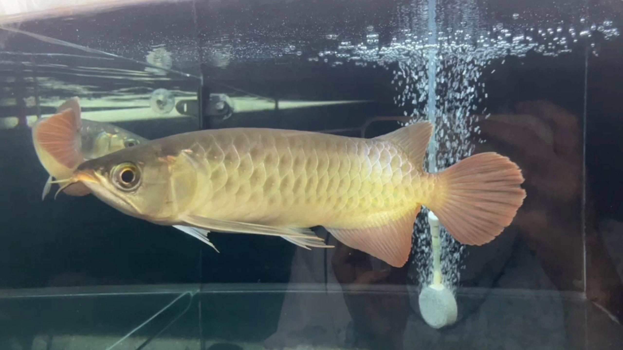 如何判斷龍魚是否燒尾？