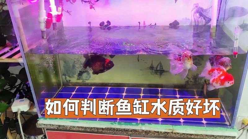 如何保持銀龍魚缸的水質穩定？