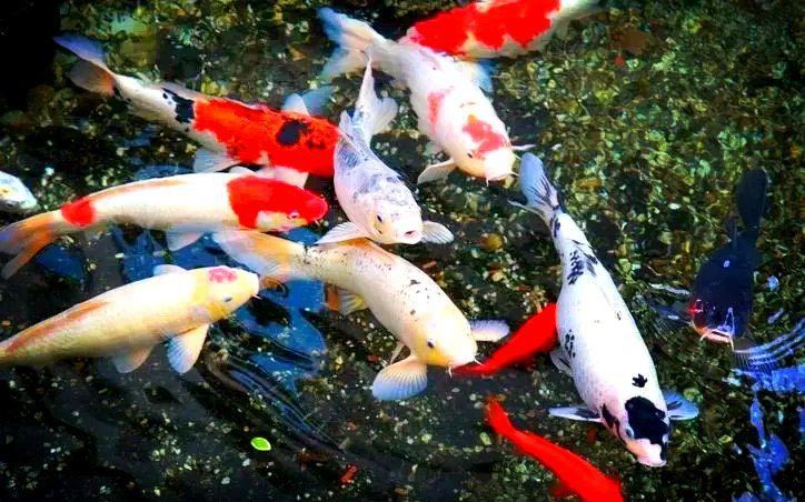 金鯽和錦鯉區別