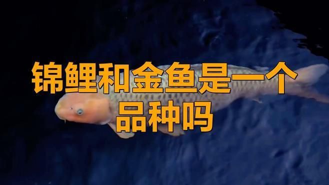 金鯽和錦鯉區別