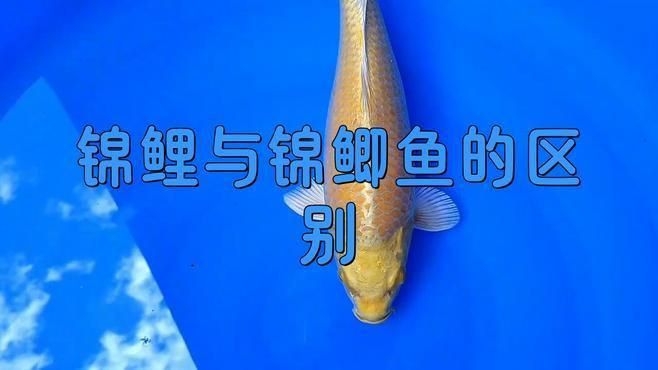 金鯽和錦鯉區別