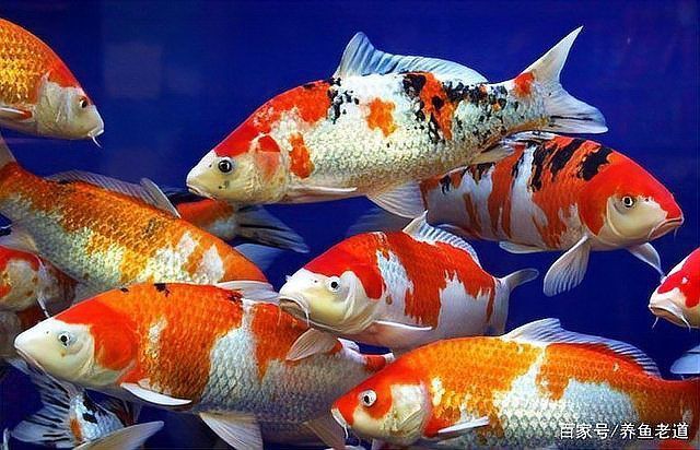 金鯽和錦鯉區別