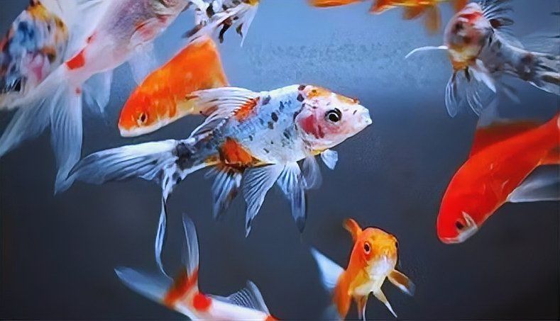 金鯽和錦鯉區別