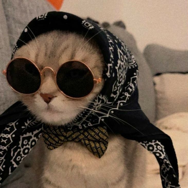 金鯽和錦鯉區別