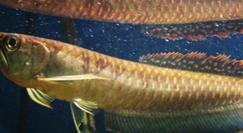 龍魚和鸚鵡混養溫度多少合適