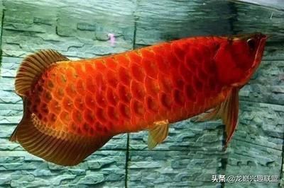 龍魚公母（如何通過外觀特征和行為習性來判斷龍魚的性別）