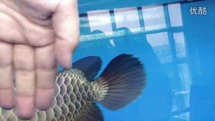 金龍魚(yú)吃活小魚(yú)好嗎（如何給金龍魚(yú)喂食活小魚(yú)）