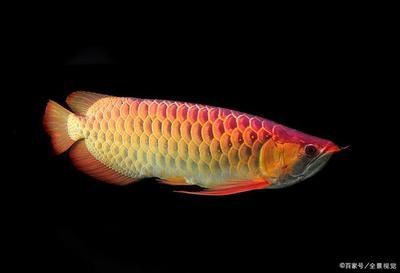 龍魚屬于海魚嗎還是河魚：龍魚屬于淡水魚而不是海魚，而不是海魚，