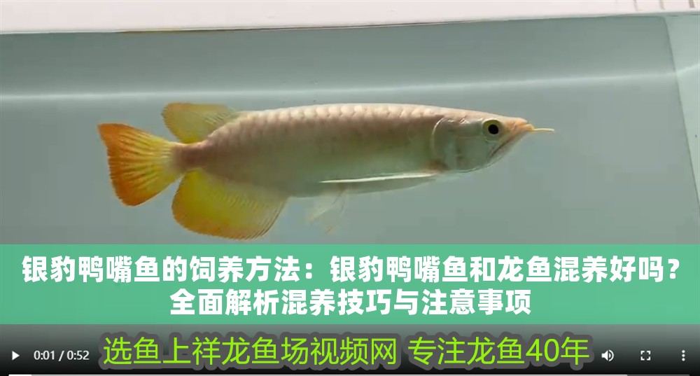 銀豹鴨嘴魚的飼養方法：銀豹鴨嘴魚和龍魚混養好嗎？全面解析混養技巧與注意事項