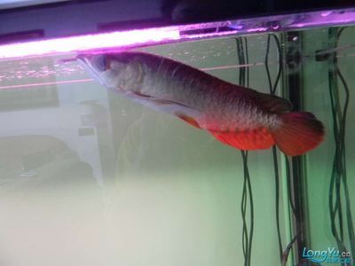 龍魚治療水霉病期間可以正常喂食嗎為什么：龍魚在治療水霉病期間應該暫停喂食嗎