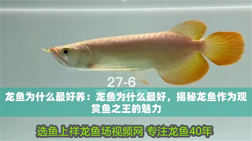 龍魚為什么最好養(yǎng)：龍魚為什么最好，揭秘龍魚作為觀賞魚之王的魅力