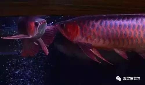 龍魚長不大是什么原因（龍魚為什么長不大）