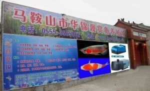 馬鞍山龍魚市場地址電話號碼