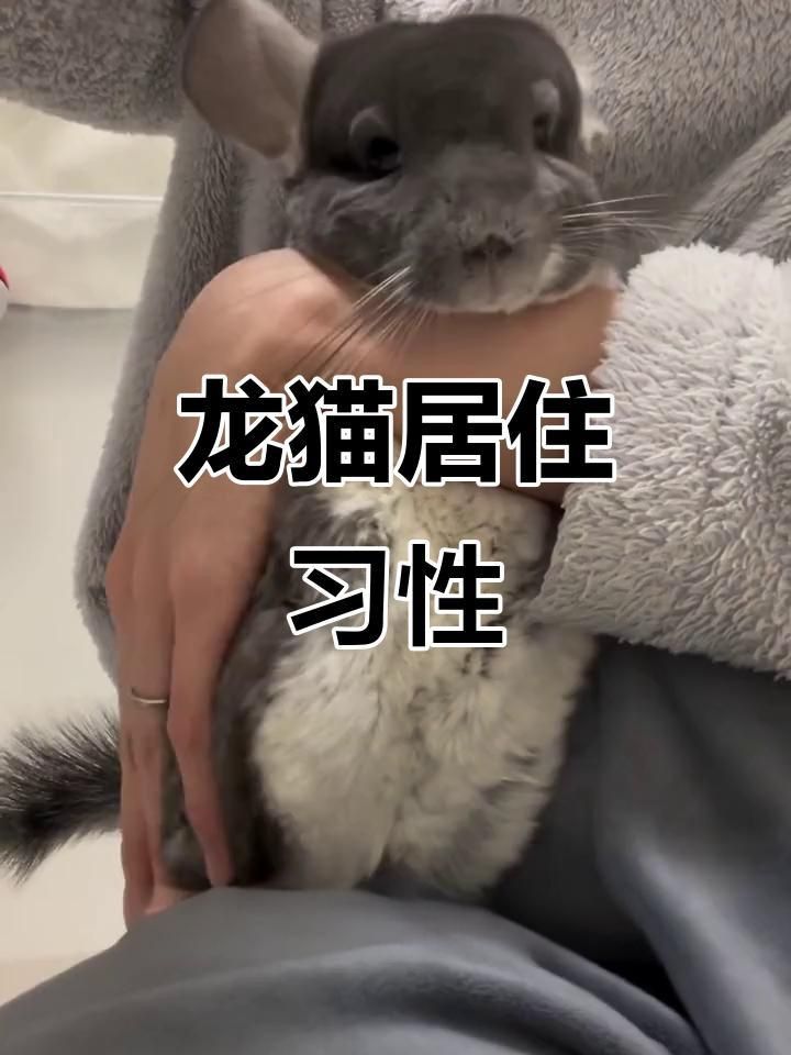龍貓可以合籠養(yǎng)嗎