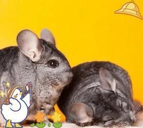 龍貓可以合籠養(yǎng)嗎