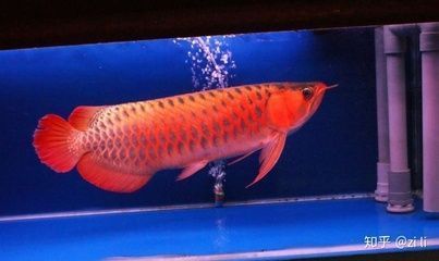 龍魚(yú)背上有白點(diǎn)點(diǎn)是什么