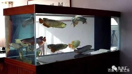 龍魚背上長白毛的原因【龍魚背上長白毛是怎么回事？】