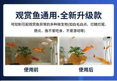 龍魚背上長白毛的原因【龍魚背上長白毛是怎么回事？】