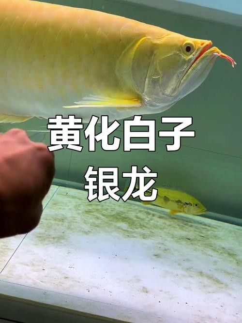 銀龍魚不開口
