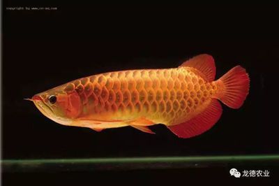 二手龍魚轉讓出售網：二手龍魚轉讓出售