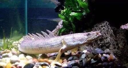 為什么龍魚關燈就游來游去：龍魚為什么關燈就游來游去