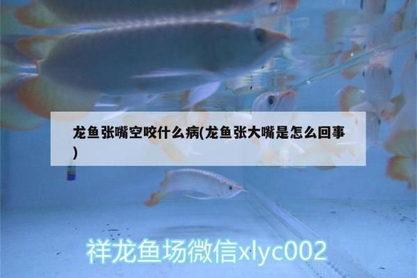 龍魚一直張嘴巴：龍魚一直張嘴是怎么回事
